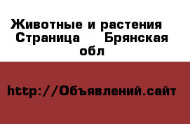  Животные и растения - Страница 3 . Брянская обл.